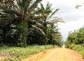 Foto: Cilts sievietes un saldūdens delfīnu meklējumi Borneo